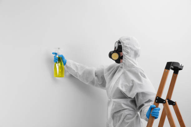 Trusted Jasper, AL Mold Removal Services Experts